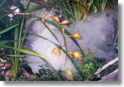 MaxiNebler die Nebelmaschiene für Ihren Garten